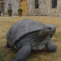 La Statua Di Tartaruga Di Galapagos