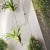 Rideau Végétal Airplant