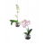 Battenti Orchidee
