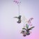 Flying Orchids 16cm Jardinchic