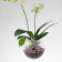 Flying Orchids 16cm Evervit Jardinchic