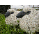 Statue Moutons TexArtes JardinChic