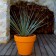 Pot Maceta Orange Vondom JardinChic