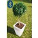 Pot Lumineux Rumba Bluetooth® Smart And Green Jardinchic
