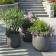 Pot Sumo Eternit JardinChic