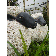 Statue Moutons TexArtes JardinChic